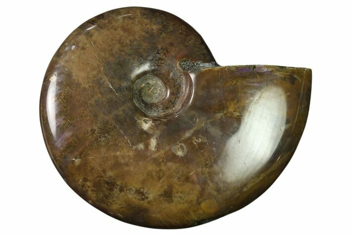 Red Iridescent Ammonite - Madagascar #155215